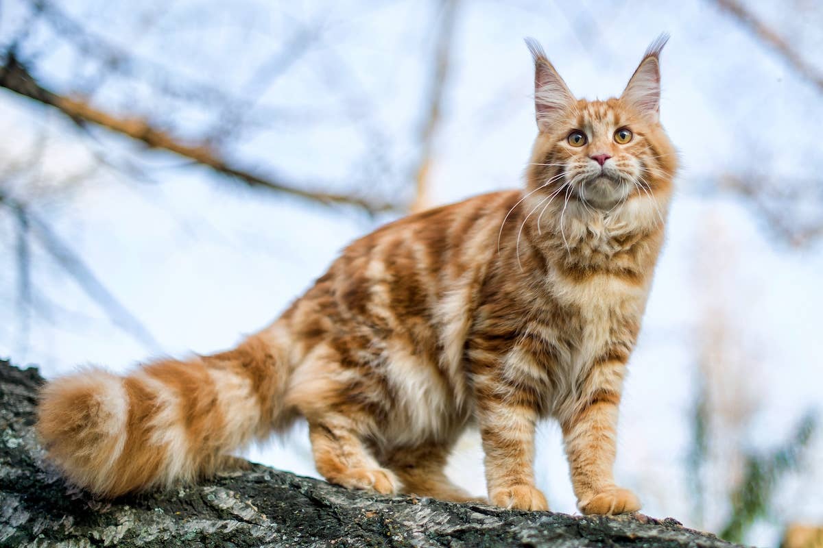 Which Cat Breeds With Fluffy Tail: Top Gorgeous Fluffy-Tailed Cats