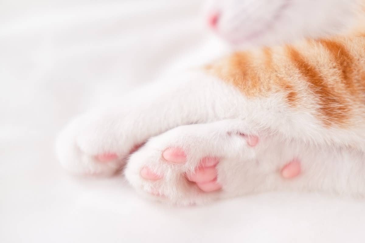 Gorgeous Rare Flame Point Ragdoll Cat Is a Legit ‘Girl on Fire ...