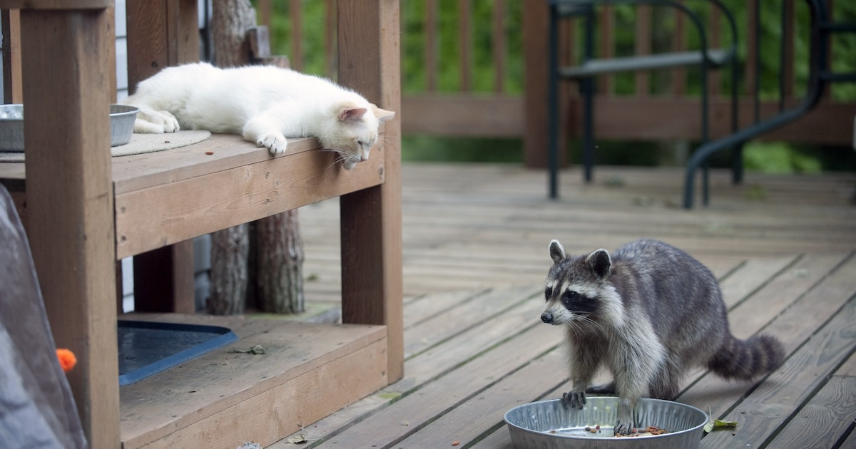 Do Cats Eat Raccoons: Surprising Facts You Must Know