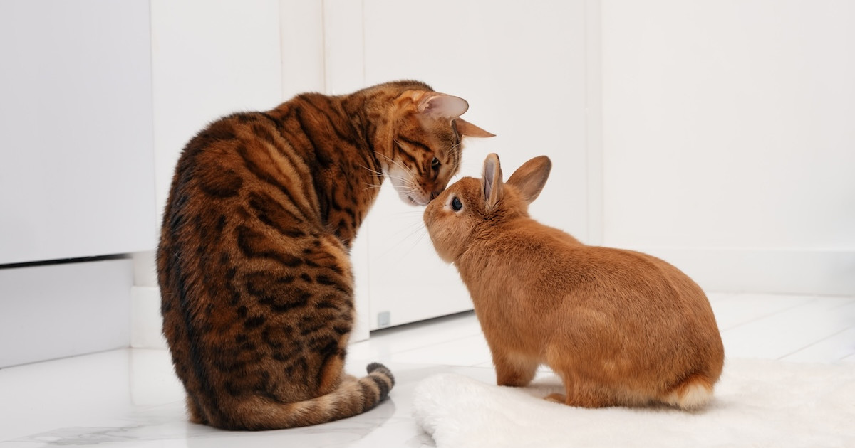 Mama Barn Cat Welcomes Wild Bunny to Snuggle with Her Kittens