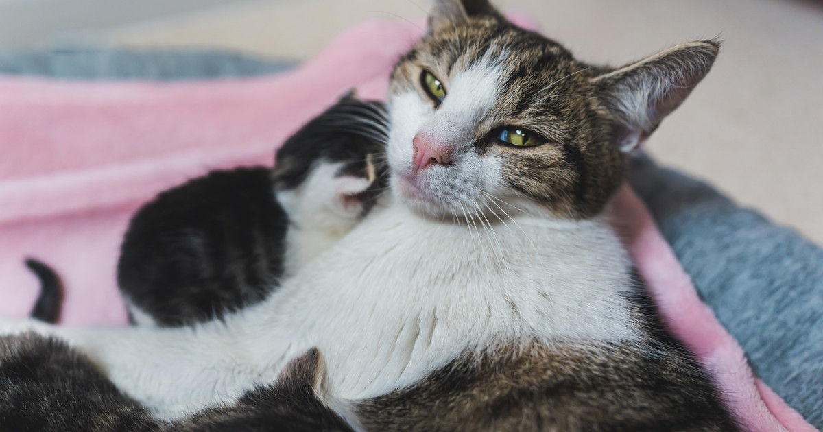 Cat Grooming Kitten: Essential Tips for Fluffy Fur