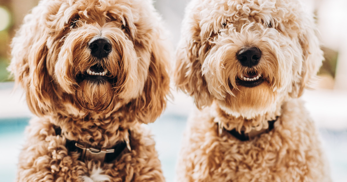 Dog Breeds With Curly Hair: Discover Adorable Curls