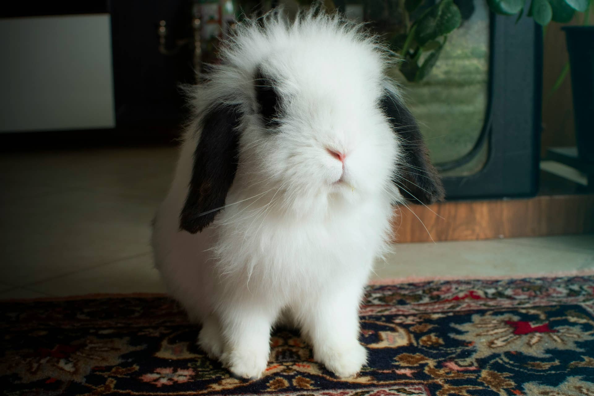 Bunny's Cute Way of 'Begging' To Be Groomed by the Cat Is Too Funny ...
