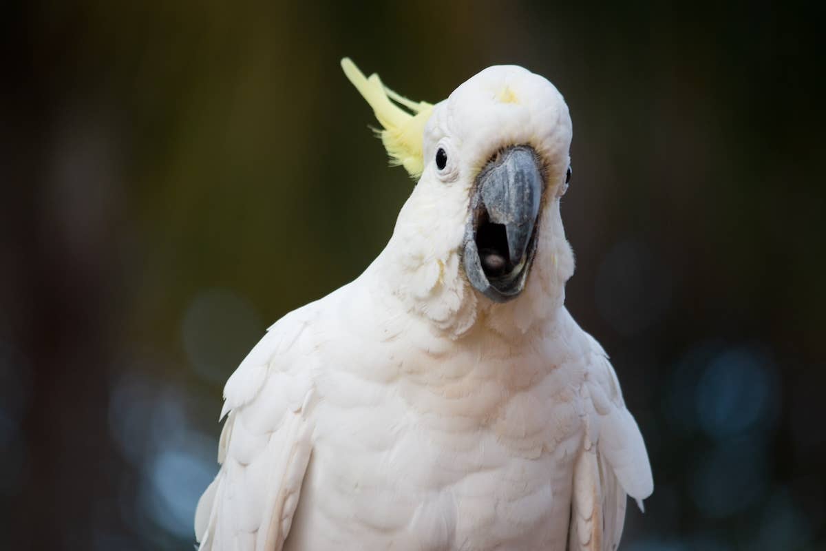 Which Pet Bird Screams Like a Cat: Surprising Noises Unveiled