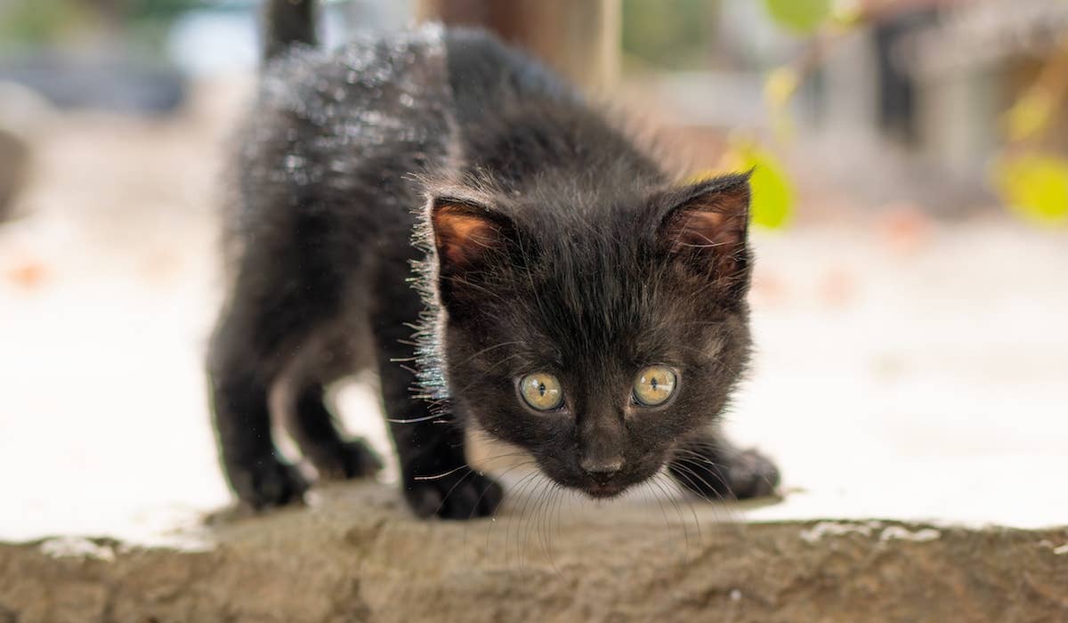 Will Feral Cats Play With Toys? Surprising Facts Revealed!