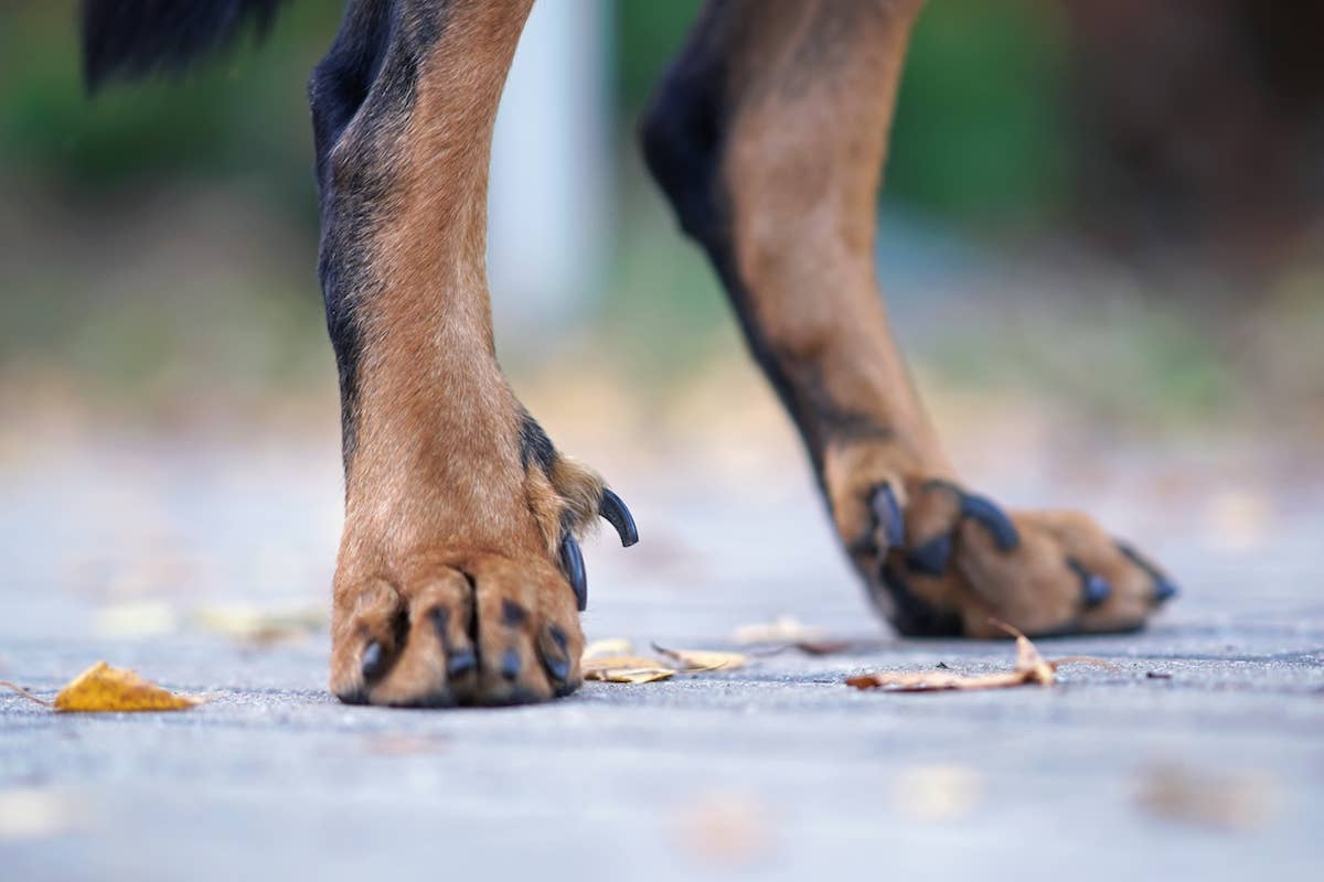 What Dog Breeds Have Dewclaws: A Handy Guide