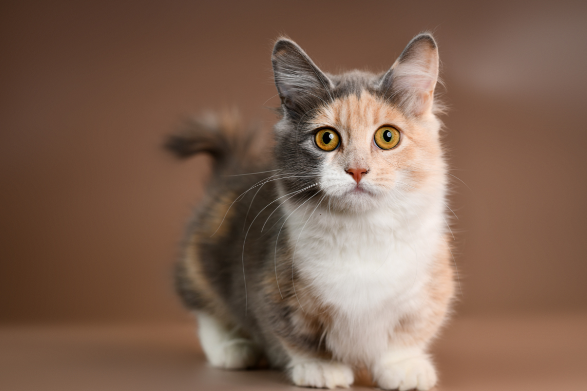 What Breeds Make a Munchkin Cat: Discover Their Unique Origins