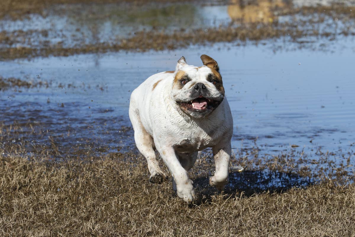 English Bulldog Rushing To Save Mom From 'Drowning' Is Everyone's Hero ...