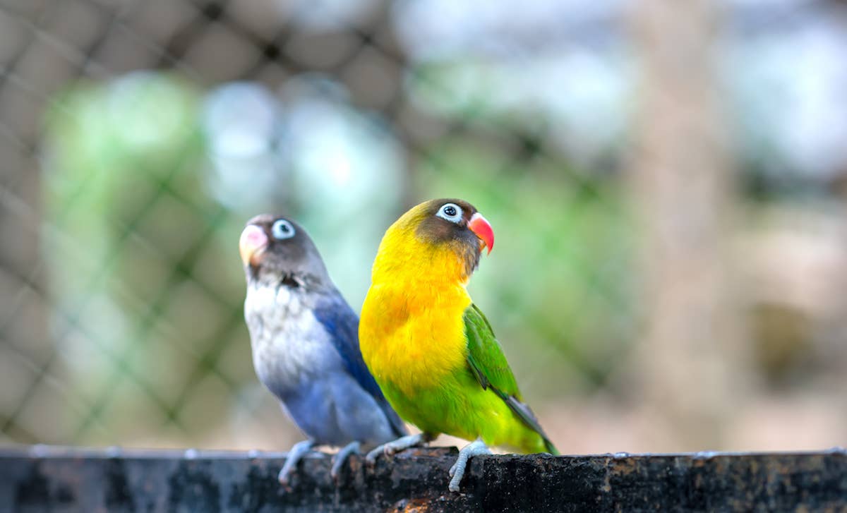 Parrot Passing Along Bad Words Brings the Funniest 'Big Brother' Energy ...