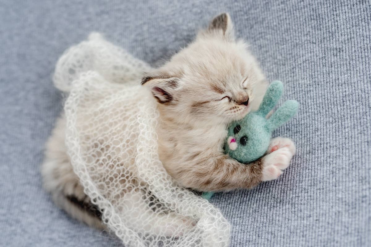 Precious Ragdoll Kitten ‘Proves’ She Can Be Gentle With Human Baby in ...