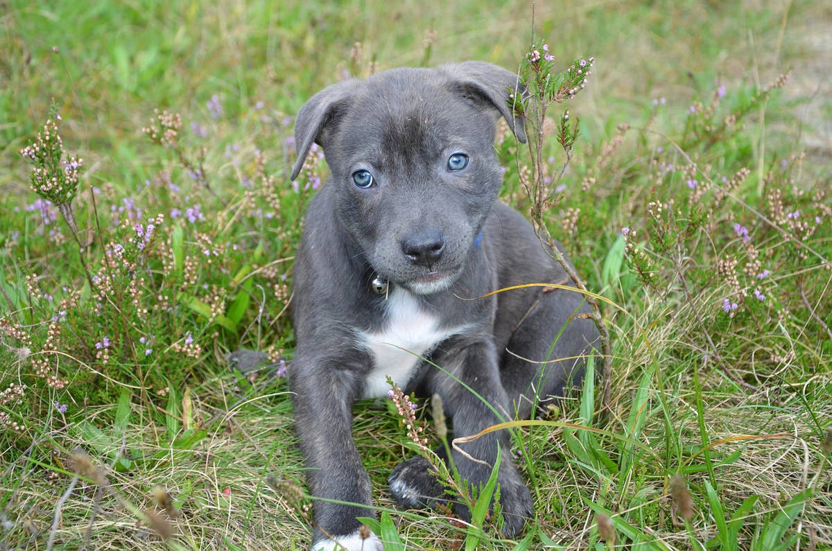 Tiny Little Foster Pit Bull Puppy Gets His First Pair of Pajamas and ...
