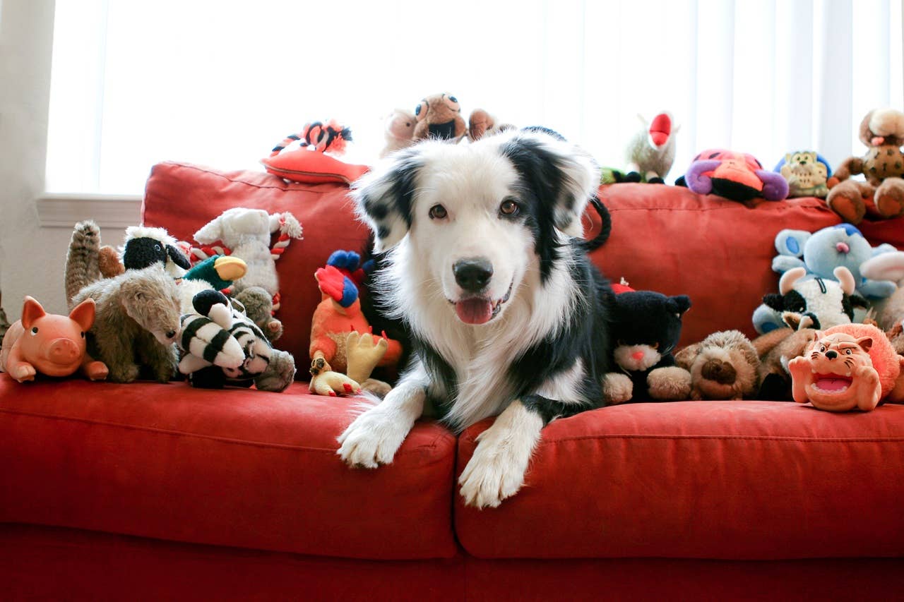 Why Do Dogs Play With Toys: Surprising Reasons Explained