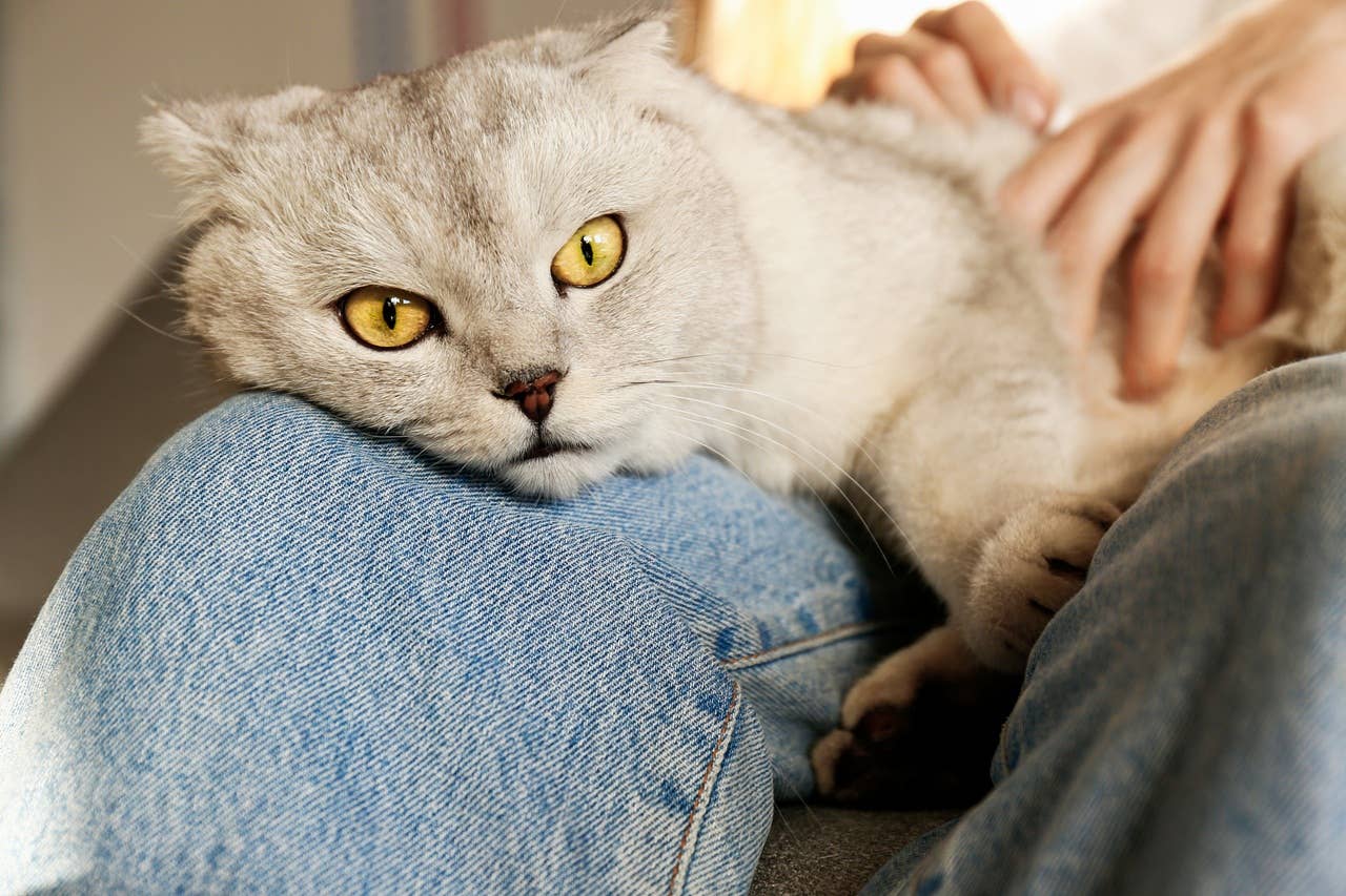 Are Some Cat Breeds More Affectionate Than Others? Discover Truths