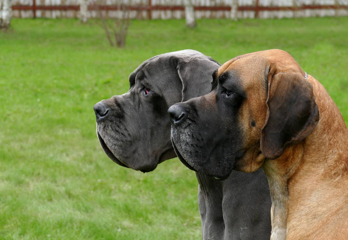 2 Great Dane Siblings Eating Pup Cups at the Same Time Are Just Too ...