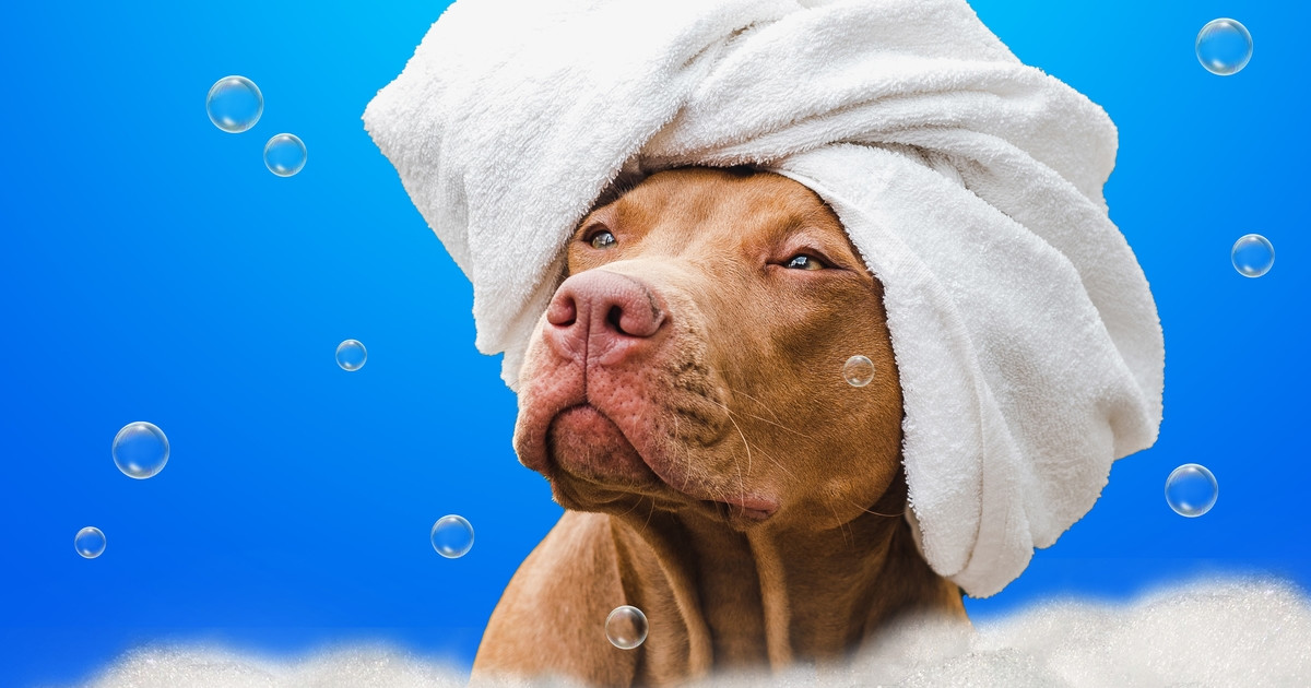 Pit Bull #39 Glam Girl #39 Cries Until Her Hair Gets Fluffed Like Mom #39 s