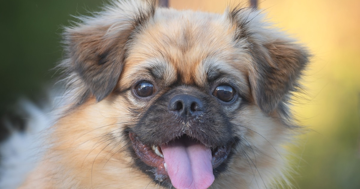 Tiny Pekingese Becomes 'Run Club Supervisor' of NYC and It's Perfect