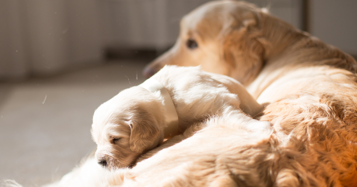 Golden Retriever's Pure, Over-the-Top Excitement for His Puppy Sibling Will Melt You