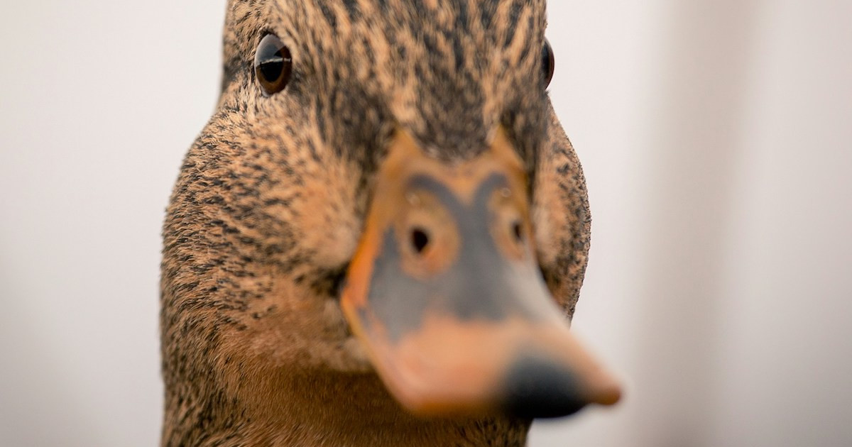 Call Duck Is So Cute, People Can't Even Believe He's Real - Parade Pets