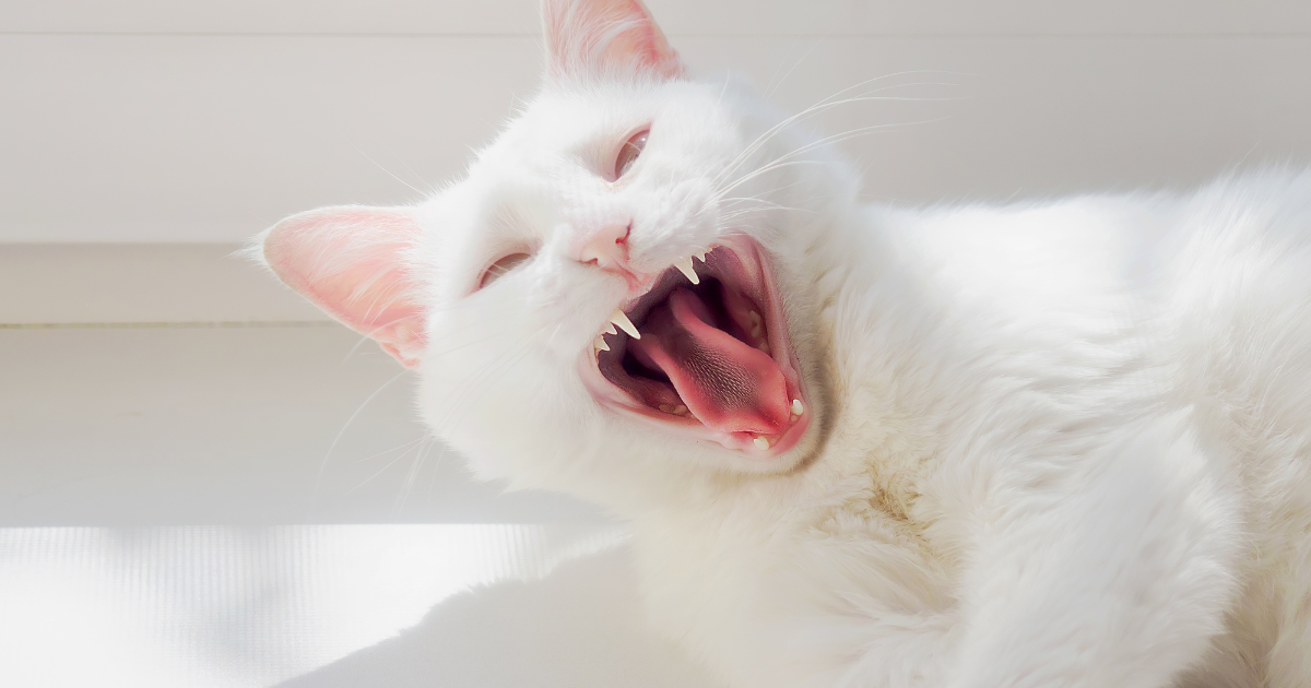 Moody White Cat's Hilarious Halloween Meltdown Is Pure Drama - Parade Pets