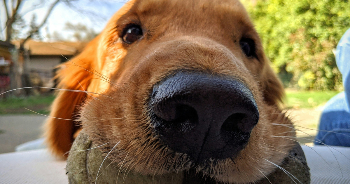 Golden Retriever's Sweet Way of Saying 'I Love You' Is Off-the-Charts Precious