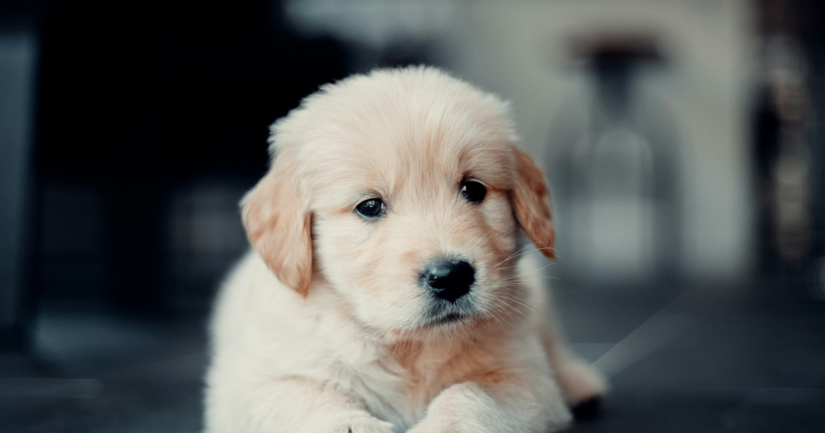 'Chubby Potato' Golden Retriever Pup's New Hiding Spot Is Way Too Cute - Parade Pets