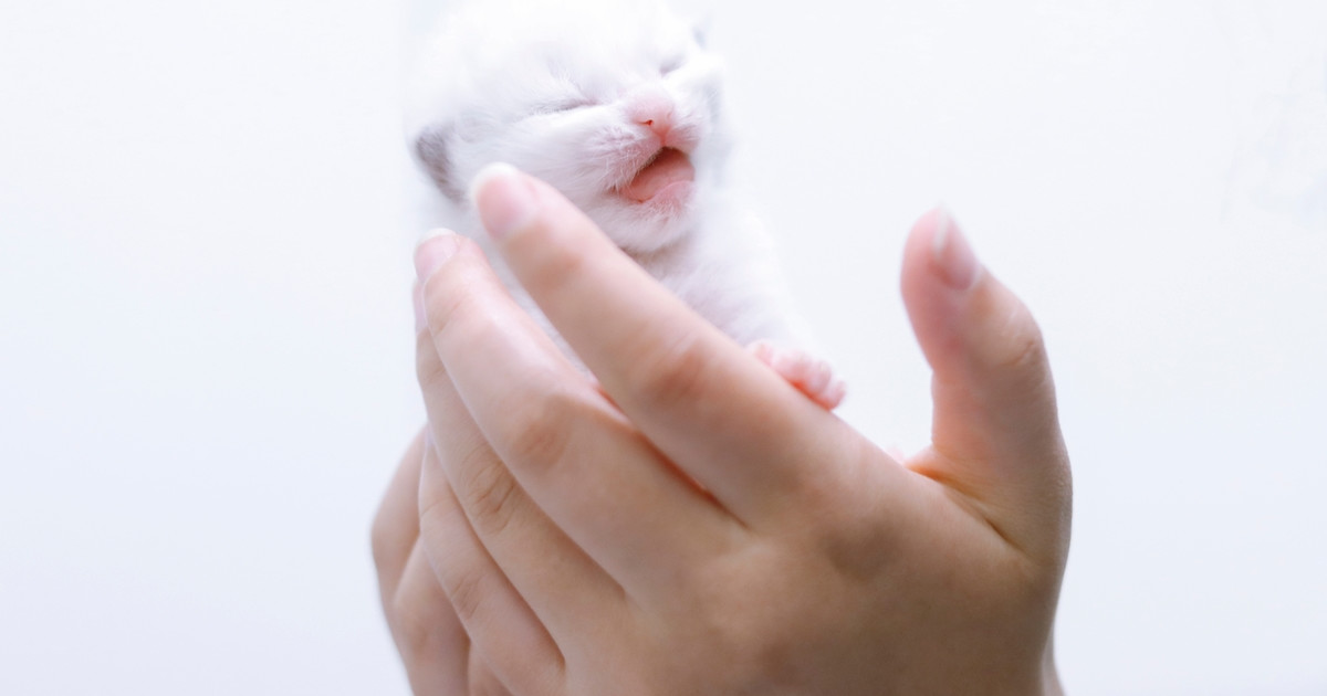 Tiny Ragdoll Kitten Wakes From Nap With Adorable 'Angry' Protest - Parade Pets