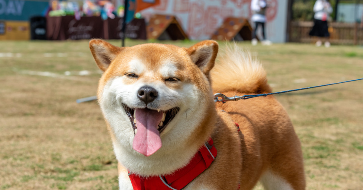 Stunning Shiba Inu Gets Into Adorable Standoff With the Neighborhood Cat - Parade Pets