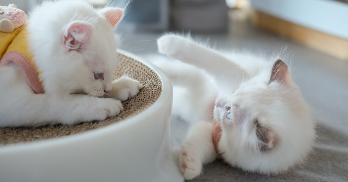 Ragdoll Kitten Tries 'Not To Wake Baby' and Fails So Cutely - Parade Pets