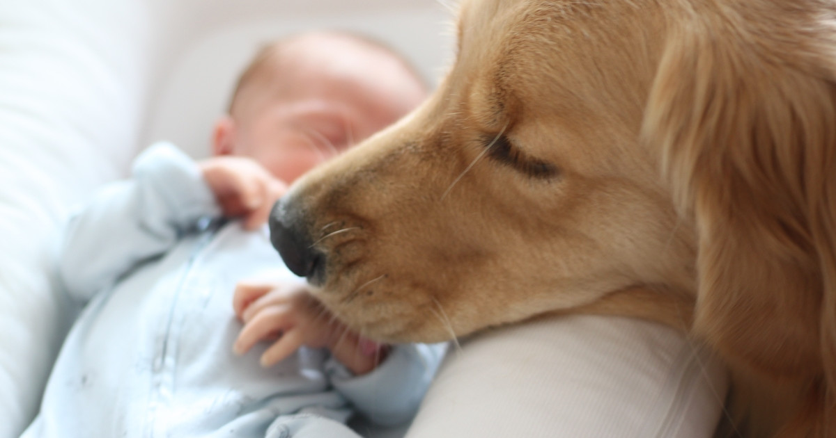 Golden Retriever Comforting New Mom and Baby Is Pure, Selfless Love - Parade Pets
