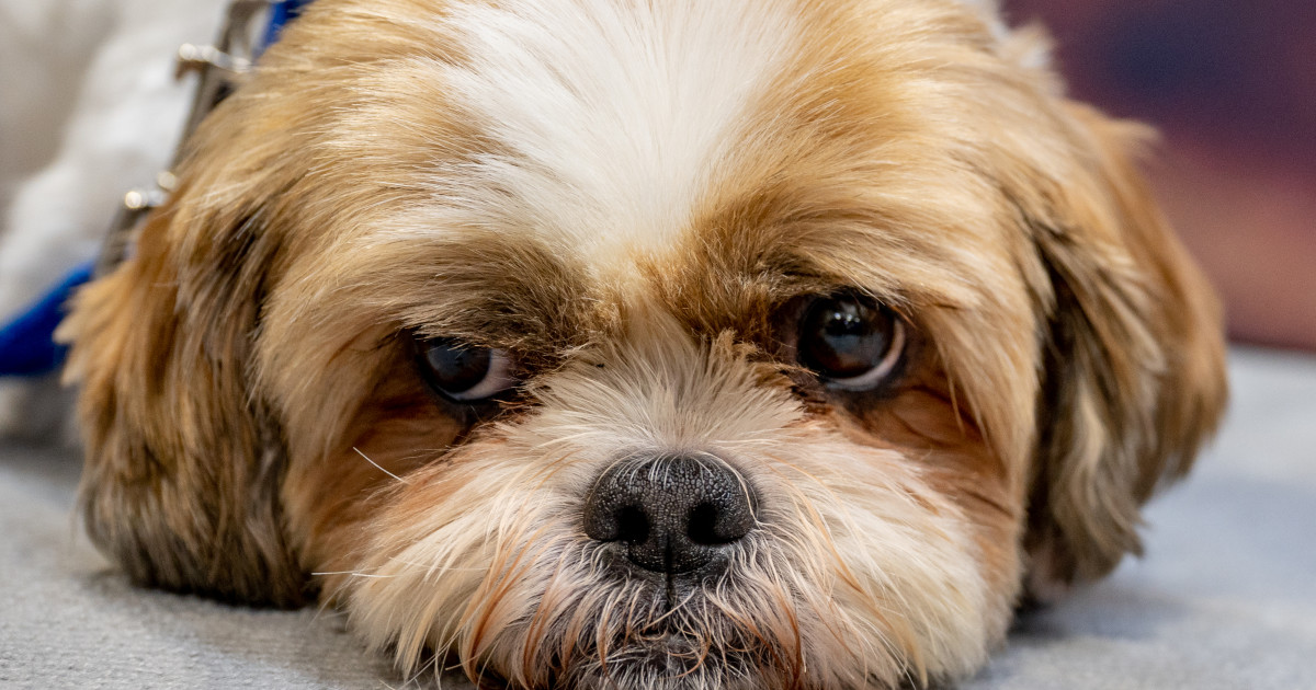 Little Shih-Tzu Waiting on 'His Boy' to Get Off the School Bus Is Beyond Precious
