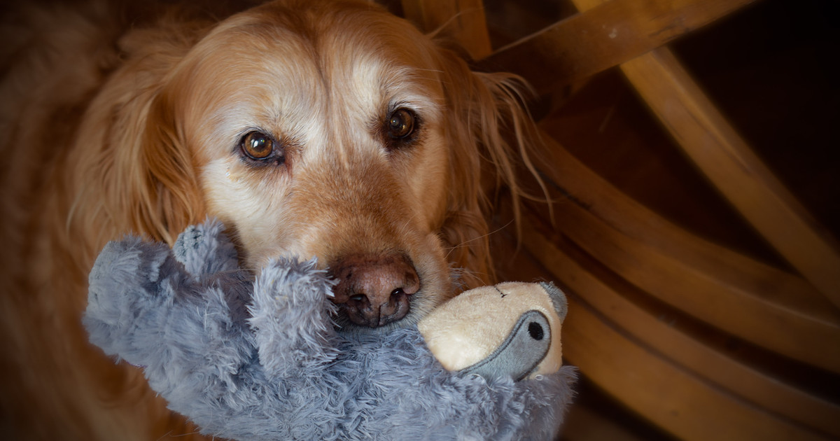 Senior Rescue Golden Retriever Who Never Had Toys Now Refuses To Let Them Go - Parade Pets