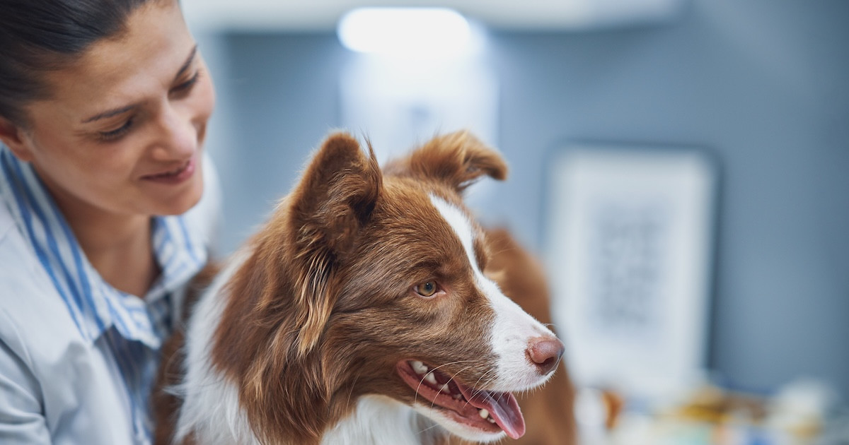 Veterinarian Reveals 3 Dog Breeds That Rack up Vet Bills Parade Pets