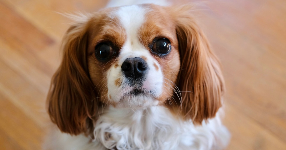 Cavalier King Charles Spaniel's Gentle Patience With Baby Girl Is Everything - Parade Pets