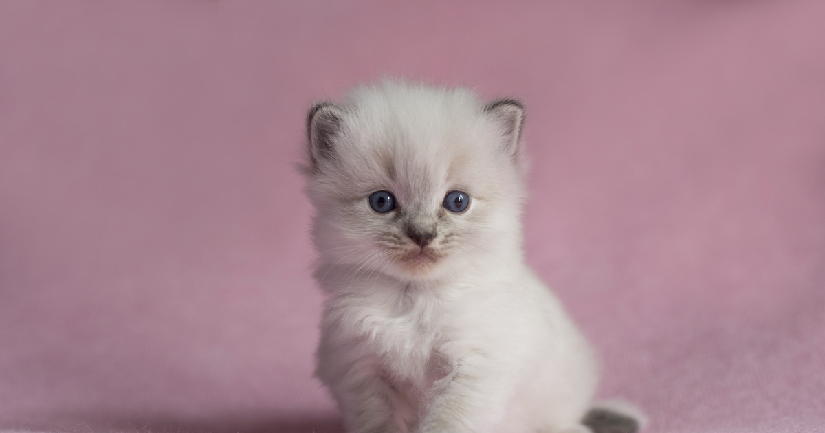 Ragdoll Kitten With Cutest Somersault Is Spitting Image of 'Sailor Moon' Cats - Parade Pets