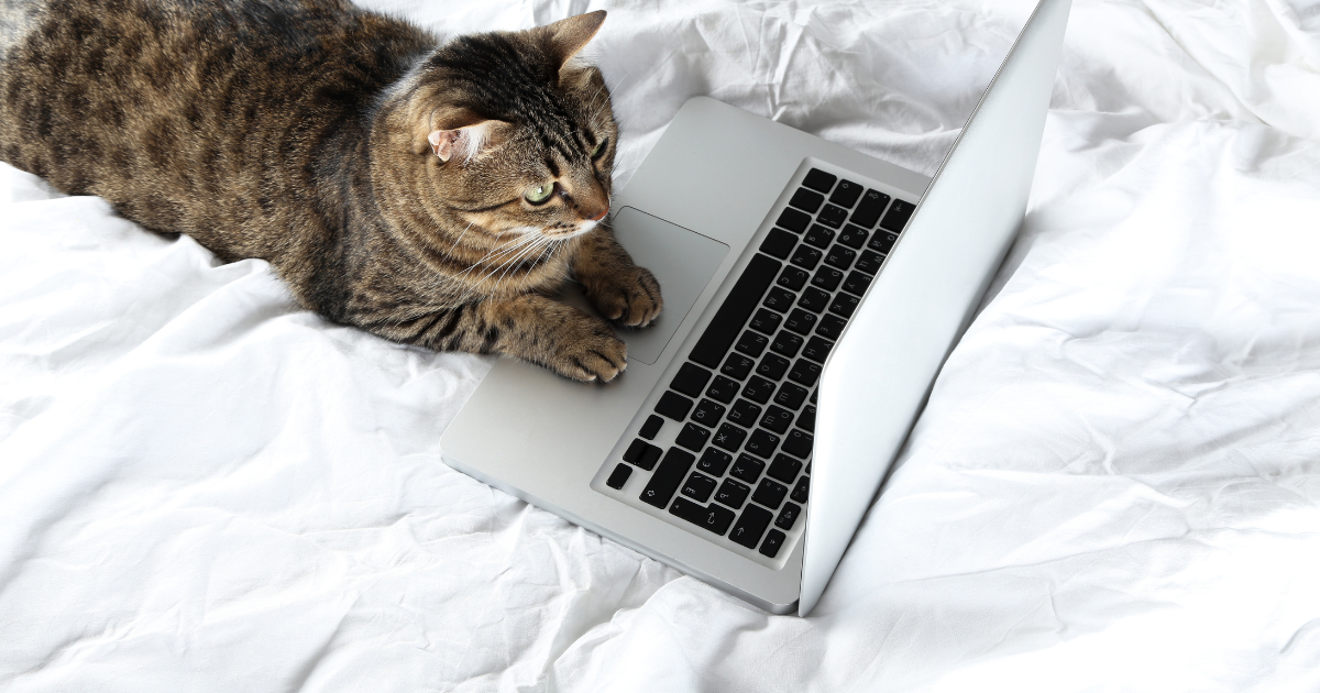 Chewy Is Selling the Cutest Laptop-Shaped Cat Scratcher, and It's Actually Genius