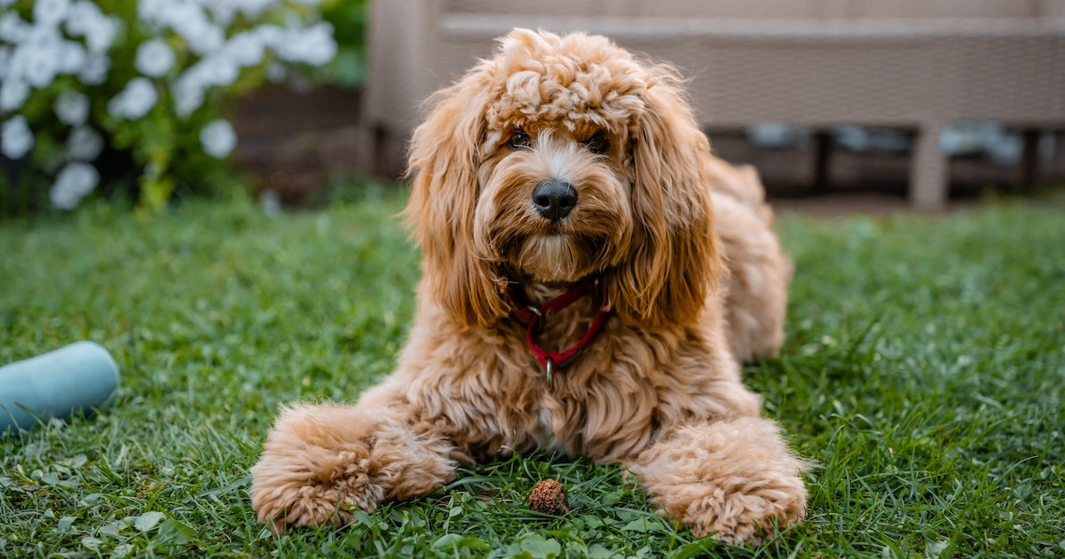 Tiny Goldendoodle Bravely Saves His Family From Fire - Parade Pets