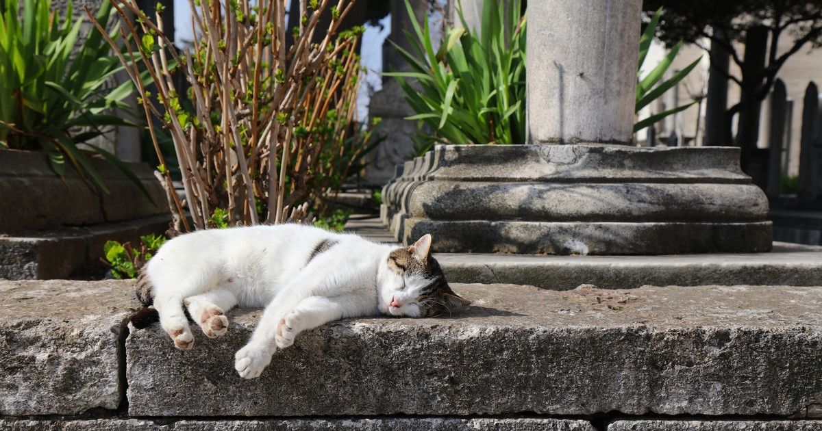 Cat Who Appeared at Gravesite To Comfort Grieving Woman Gets Happiest Ending