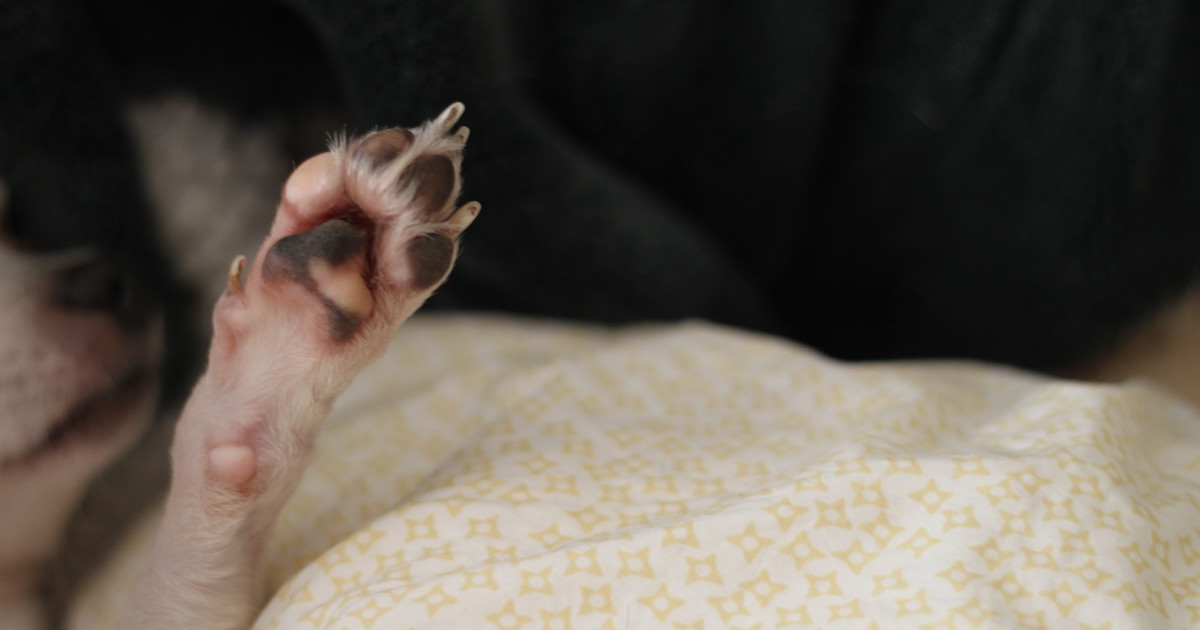 Woman on Walk Spots 'Ancient' Dachshund and He's the Sweetest - Parade Pets