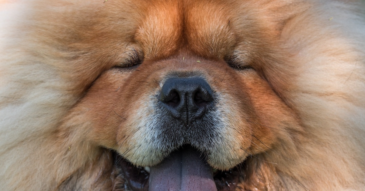 Chow Chow Demands More Peanut Butter Like a Fluffy Queen - Parade Pets