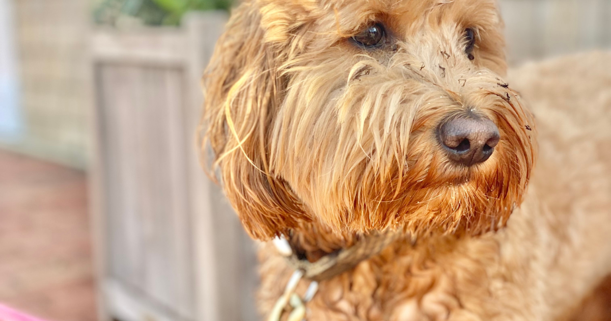 Mini Goldendoodle Tries To Reason With the Rain and It's Too Cute - Parade Pets