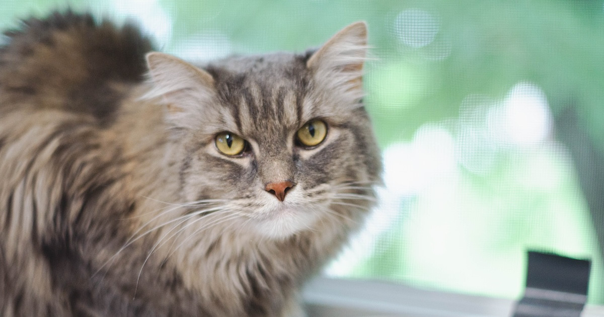 Cat Arguing With Mom Over Breakfast Time Should've Been a Lawyer - Parade Pets