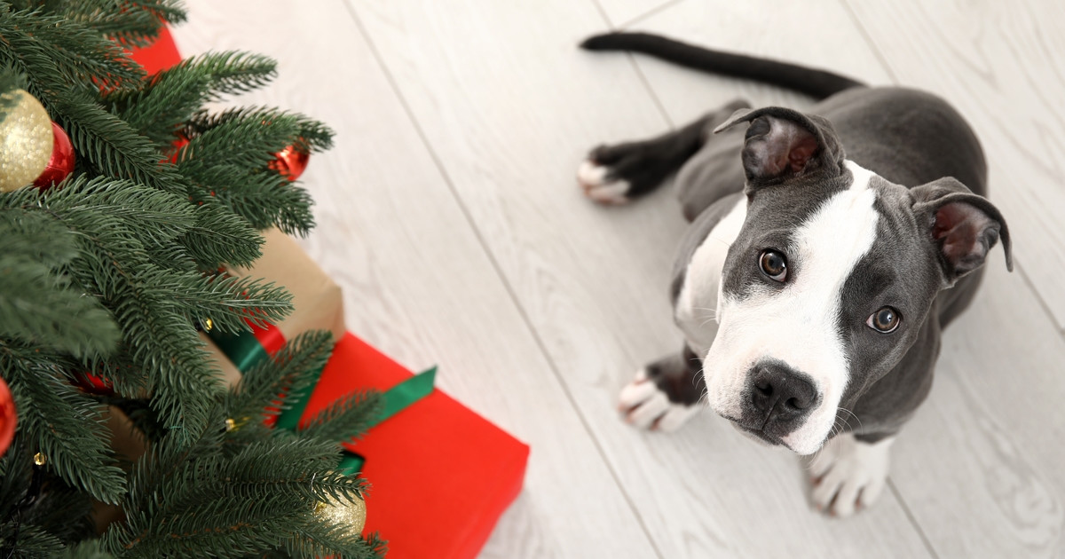 Pit Bull Foster Puppy Dressed up as a Christmas Tree Is the Sweetest Thing - Parade Pets