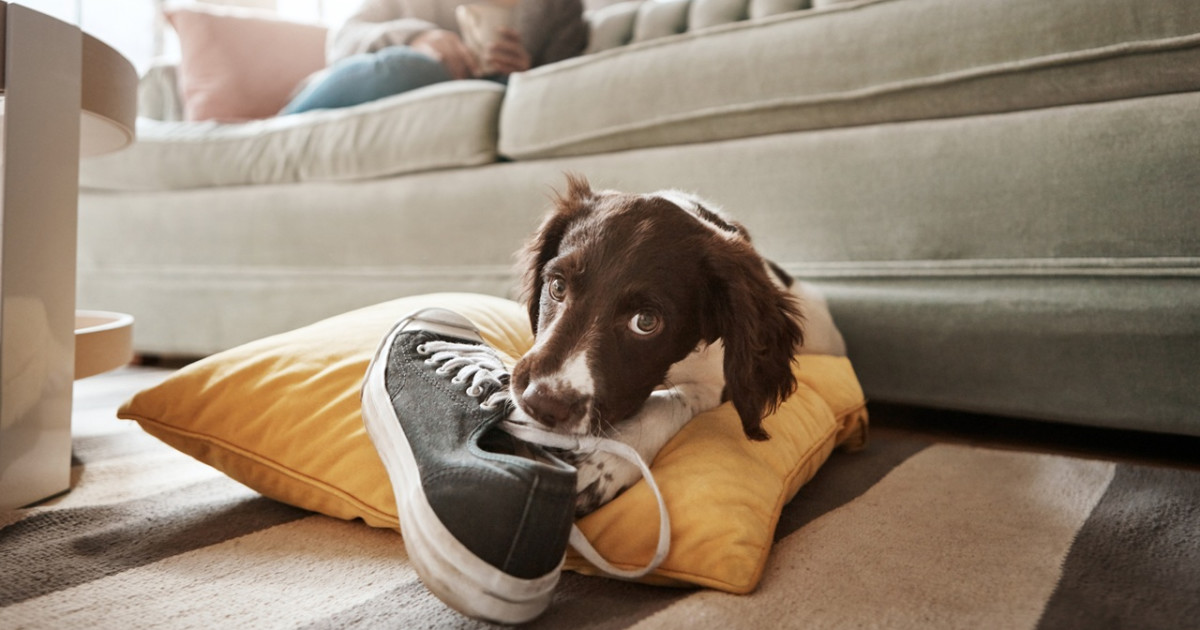 7 Dog Breeds That Are the Biggest Chewers, According to Vets - Parade Pets