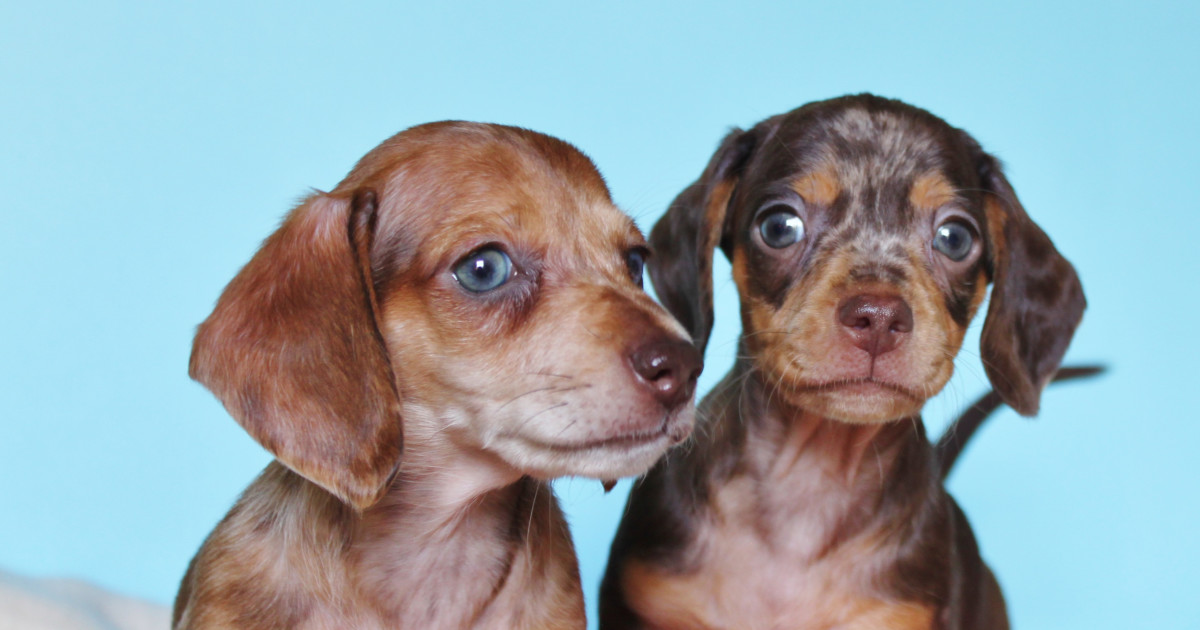 Roughhousing Dachshunds Show What It's Really Like To Have Pets: 'Best Smart Dumb Decision'