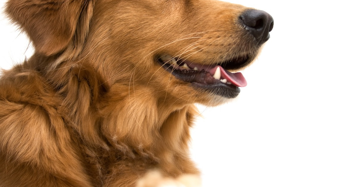 Adorable Golden Retriever Born Without Front Legs Is the Fluffiest Little T. Rex