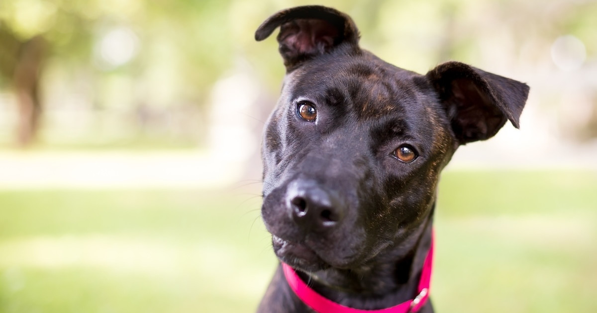 Rescue Dog Has a Quirky Habit He Does Completely Backwards - Parade Pets
