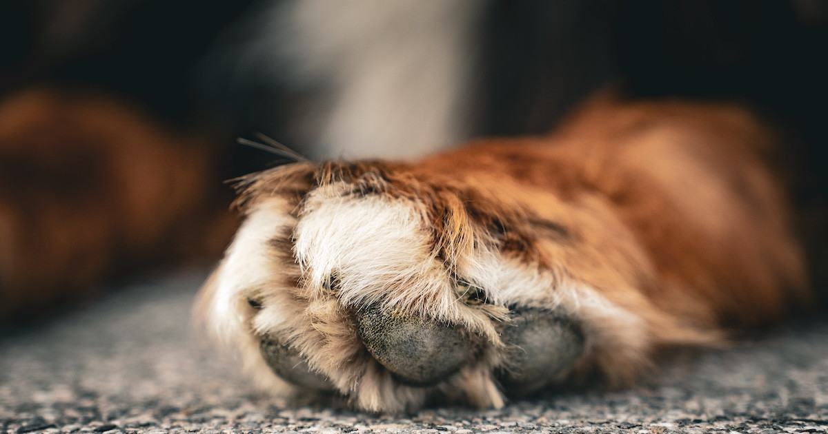 Rare Corgi-Malamute Mix Is the Giant 'Fluff Ball' of Our Dreams - Parade Pets