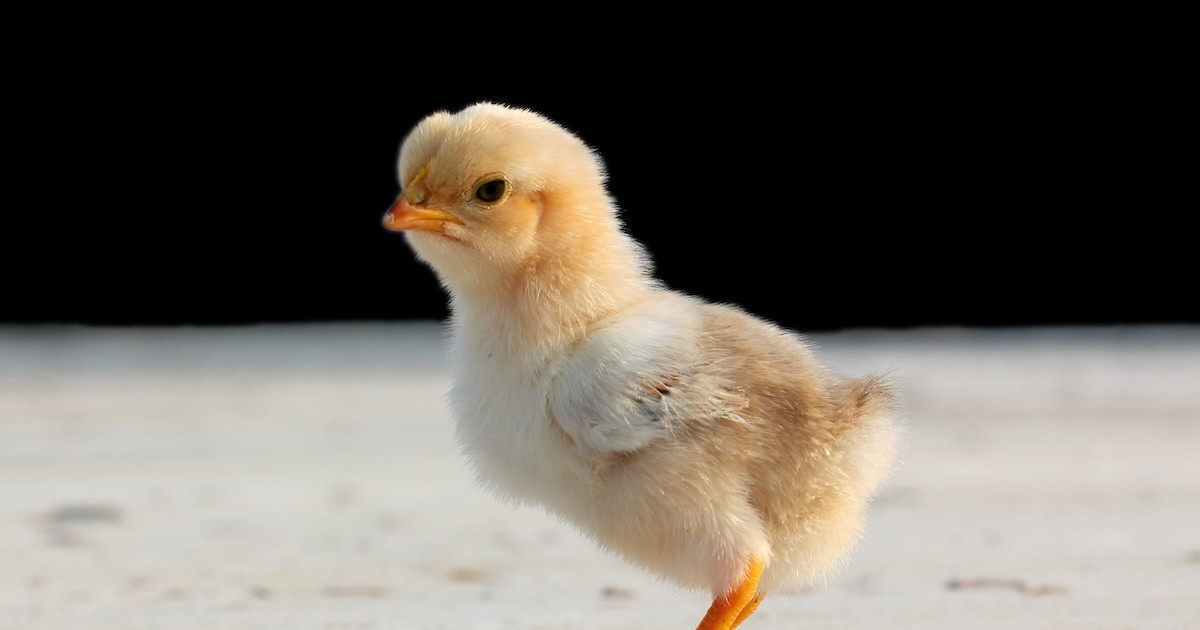 Tiny Chicken Born Without a Beak Has the Internet Totally in Love - Parade Pets