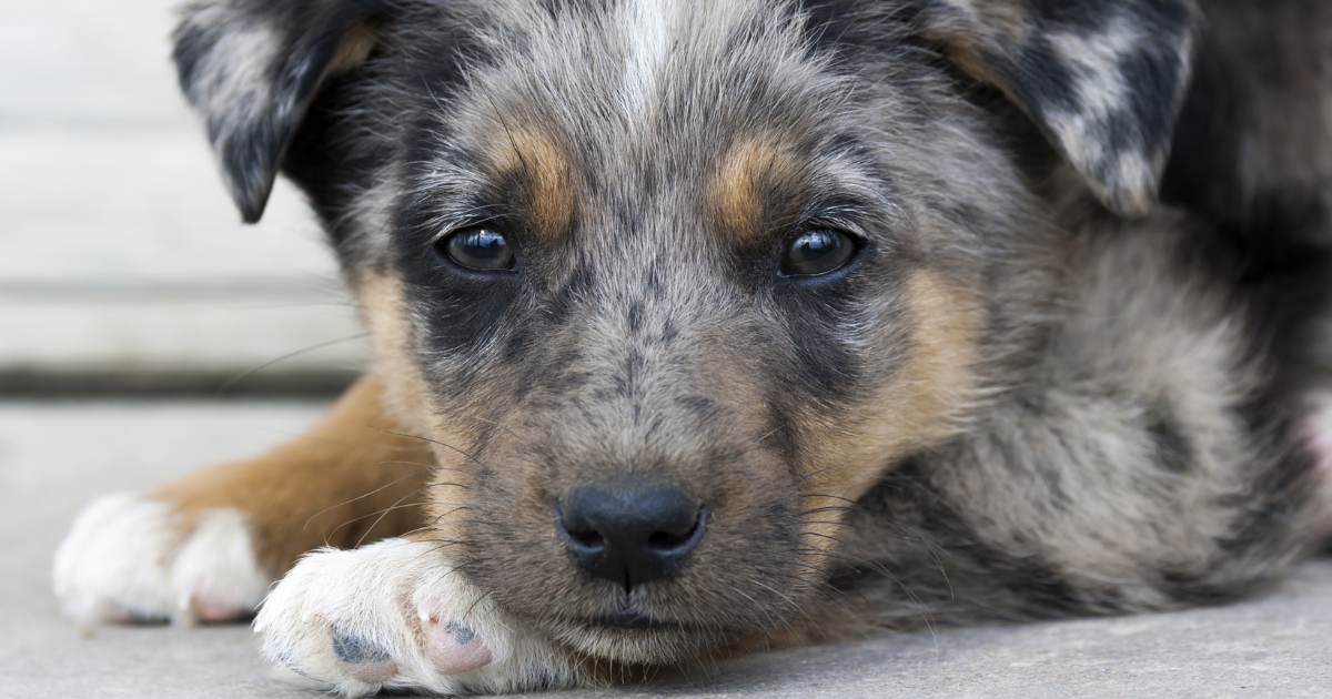 Blue Heeler Puppy's Unique Coat Has the Internet Doing a Double Take - Parade Pets