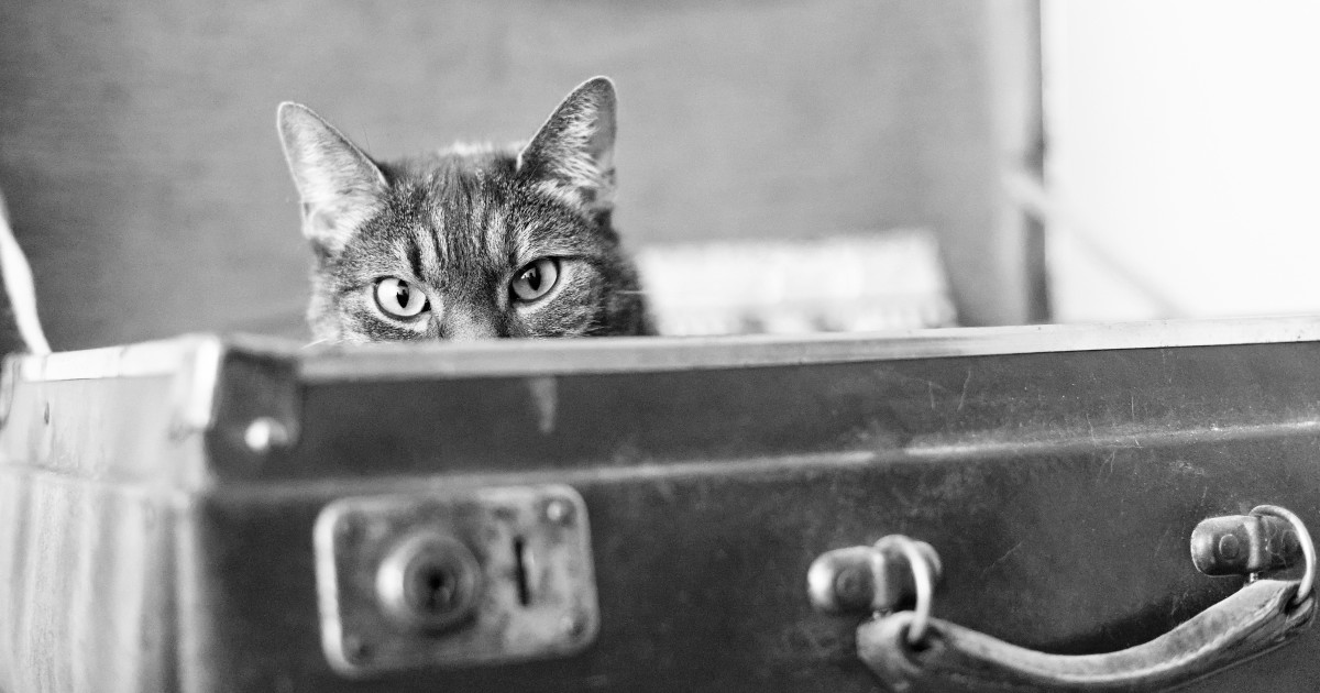 Cat 'Protests' Human Sister Returning to College in the Sweetest Possible Way